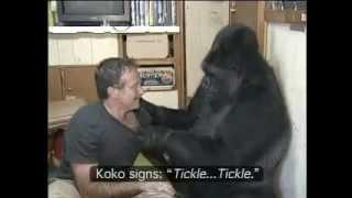 Koko the Gorilla with Robin Williams.mp4