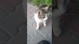 мяувкусно
