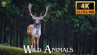 Incredible 4K Wild Animals Videos