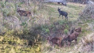 SAMBAR STAG Hunting Adventures - Unalert Behaviour & Habits