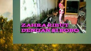 ZAHRA RIBUT DENGAN KUCINGNYA#zahrachannel#kucinglucu#kucing#cat#catvideo#kucingviral#catlover#cats