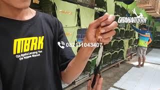 EKOR SUPER PATAH TAK KASIH 1,5JT AJA BOSSSS