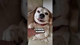 What you REALLY get when you own a beagle #beagle #beaglerelated #funnydogs #dogs #doglife #doglover