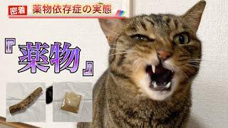 【Close-up】Reporting on a cat addicted to "dangerous drugs"...