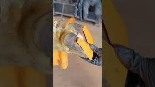 How to measure balance? #vet #cow #hooftrimming #hoof #agriculture #agro #farm #haircut