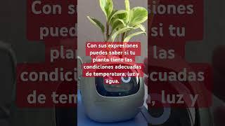 Maceta inteligente PlantsIO Ivy. Unboxing y detalles en mi canal #domotica #hogarinteligente