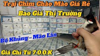 24-11. TRẠI CHIM CHÀO MÀO G.I.Á RẺ. BAO G.I.Á THỊ TRƯỜNG. BỘ KHỦNG MÀO LÂN. G.I.Á CHỈ TỪ 7.0.0.K.