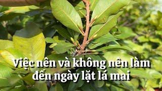 Việc nên và không nên làm cho cây mai tới ngày lặt lá // 17-10 âm lịch