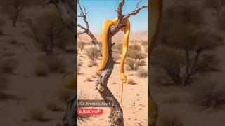 #Shorts || Vlog 16 || Daily Routine vlog animals life World Dangerous Snake in Australia