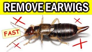 Say Goodbye to Earwigs: Effective Natural Solutions Revealed