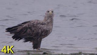 White-tailed Eagle, 2019 at the Lake: CLOSE UPS: flying, waiting