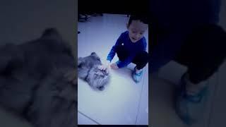 Я и коты Страна Мурляндия