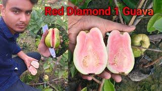 Red Diamond 1 Guava//new variety Red1Guava plant available// injamul nursery West Bengal