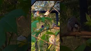 Goldfinches and gouldian finches #goldfinches #carduelis #finch #bird #chardonneret