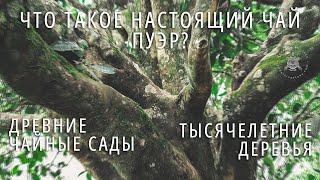 ЧТО ТАКОЕ НАСТОЯЩИЙ ЧАЙ ПУЭР? Ч.2: Биндао, Древние Чайные Сады, Тысячелетнее Дерево. Фильм про Пуэр.