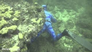 Spearfishing in Miami, shallows.