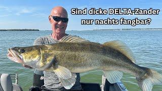 Pelagisch Zander im Delta