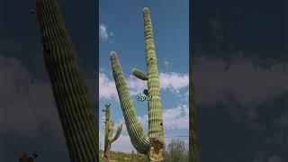 How to Water a Saguaro Cactus?