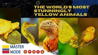 THE WORLD'S MOST STUNNINGLY YELLOW ANIMALS