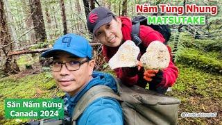 2VC lại vào rừng săn nấm TÙNG NHUNG, một ngày nắng đẹp tuyệt vời 1890》 Pine Mushrooms | Matsutake