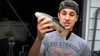 Will Pond Bass Eat MASSIVE Swimbaits!?