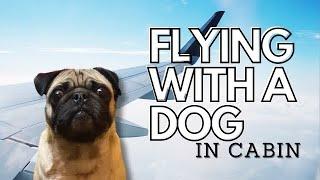 Flying With a Dog In Cabin | Our Experience