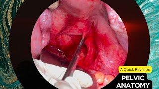 Pelvic Anatomy | Surgical Demonstration | A Quick Revision