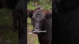 Типичная компания на Кавказе #скалолазание #боулдеринг #кавказ #приэльбрусье #тырныауз #лёхасавкин