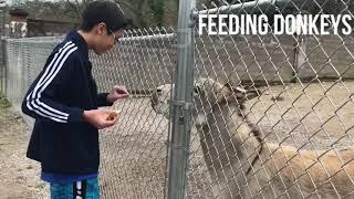 Feeding Donkeys