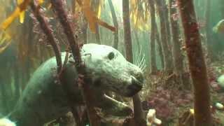 BBC Wildlife Magazine - Grey Seals