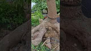 me chua hàng già #bonsai #cay cảnh