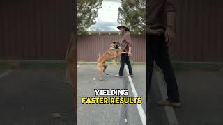 Unleashed: 3 Hidden Secrets to Successful Dog Training