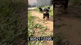 Rottweiler  puppy’s  available #shorts #rottweiler