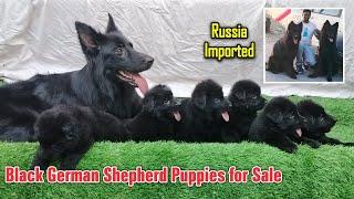 Black German Shepherd | Ram Lakshmi's Kennel at Hosur | Dreamer Paul Vlog