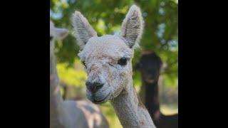 Where do alpacas sleep, answers from an alpaca farmer