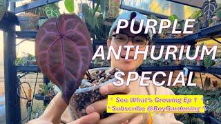 See What's Growing EP 1: THE COLOR PURPLE