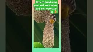 "Bird Builds a Nest: How to Save Her Life During a Sneak Attack" #lifealert