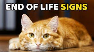 Signs Your Cat May Be Saying Goodbye