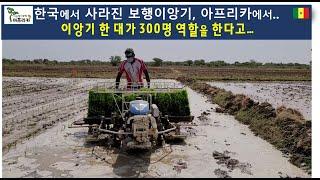 한국에서 사라진 보행이앙기 / 아프리카에서 힘을 발휘하네.../ 이앙기 한대가 300명 분의 일을 한다..