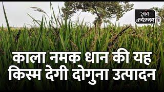 काला नमक धान की ये किस्म देगी ज्यादा उत्पादन || Kalanamak rice cultivation in East Uttar Pradesh