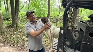 Summer work with young dogs
