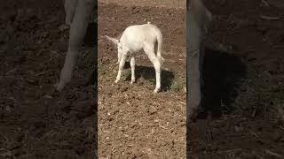 cute baby donkeyeat weedwagging his tail