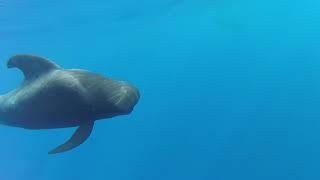 Julen. A well-known Pilot whale from Tenerife