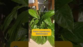 Досмотрите до конца и все поймёте! #спатифиллум #plants #женскоесчастье #комнатныецветы #секрет