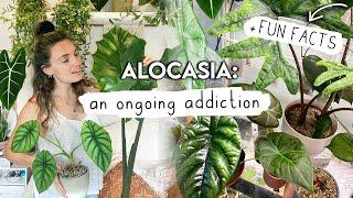 Sorry If This Makes You Buy More  ALOCASIA Collection Tour, Growth Updates + FUN FACTS