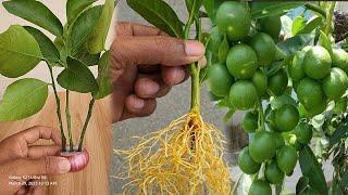 No Seed Lemon Propagation by Removing Oxygen