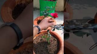 How to grow rose plant #gardening #shorts