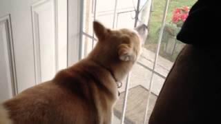 Akita Barking