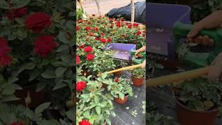 Potted Rose Plants Pruning Techniques #Farming #agriculture #garden