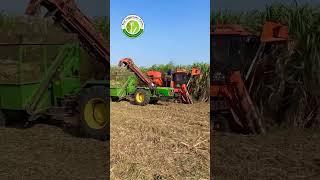 Sugarcane harvester #riar_sugarcane_farm
